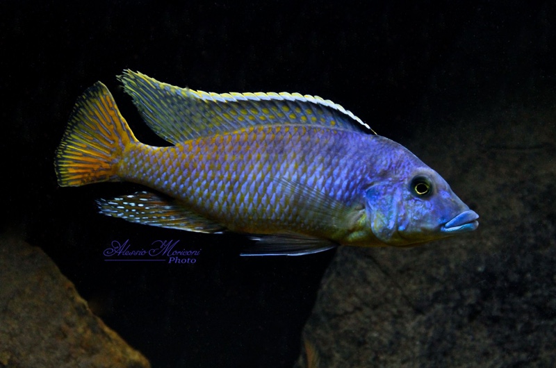 Mylochromis sp. 'mchuse'
